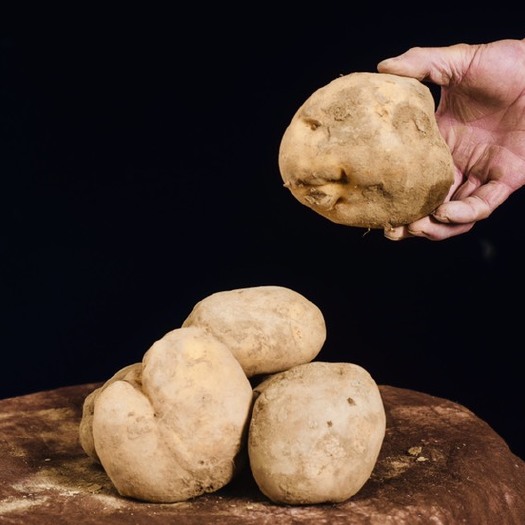 互助县青薯10号 土豆，好吃不贵，畅销，自家种植
