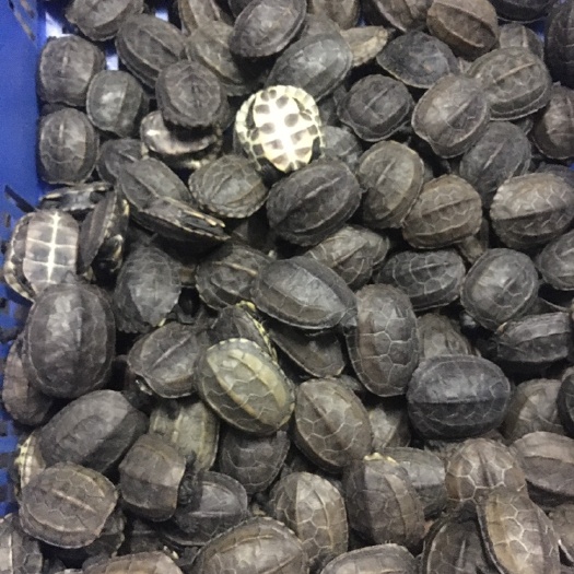 罗定市中华草龟