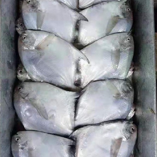 新鲜银鲳鱼冷冻海鲜水产鲜活海鱼小鲳鱼昌鱼平鱼鲳鳊鱼晶鱼白鲳鱼