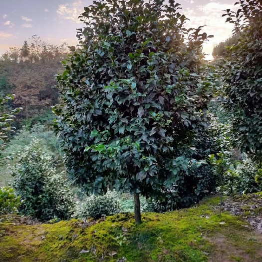 高县茶花树 地径6公分，高度2米，冠幅1.5米，七星茶花