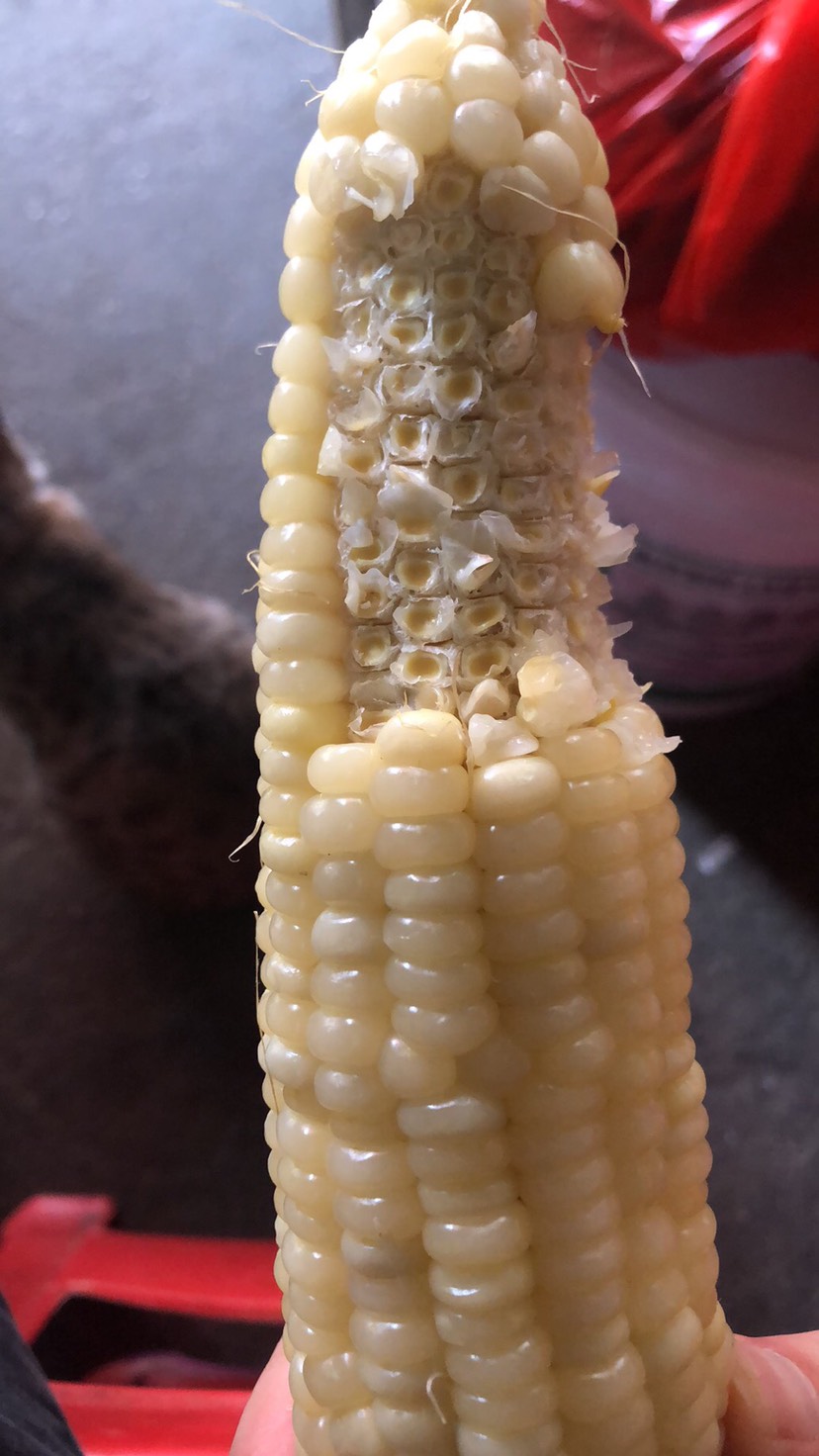 甜糯玉米种子  甜加糯6号玉米种子