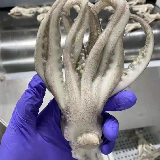 连云港单冻鱿鱼头机洗鱿鱼头章鱼头章鱼须章鱼足脆口鱿鱼头章鱼头