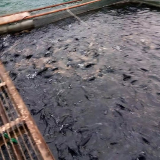 天峨县咸罗非鱼  红水河龙滩网箱养殖鱼无泥腥味养殖周期一年以上