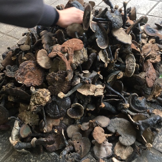 玉林幸润堂黑灵芝