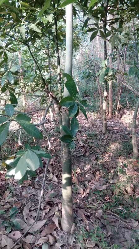 遂溪县 大量供应独杆发财树，各种规格均有，产地直销，10元起每棵