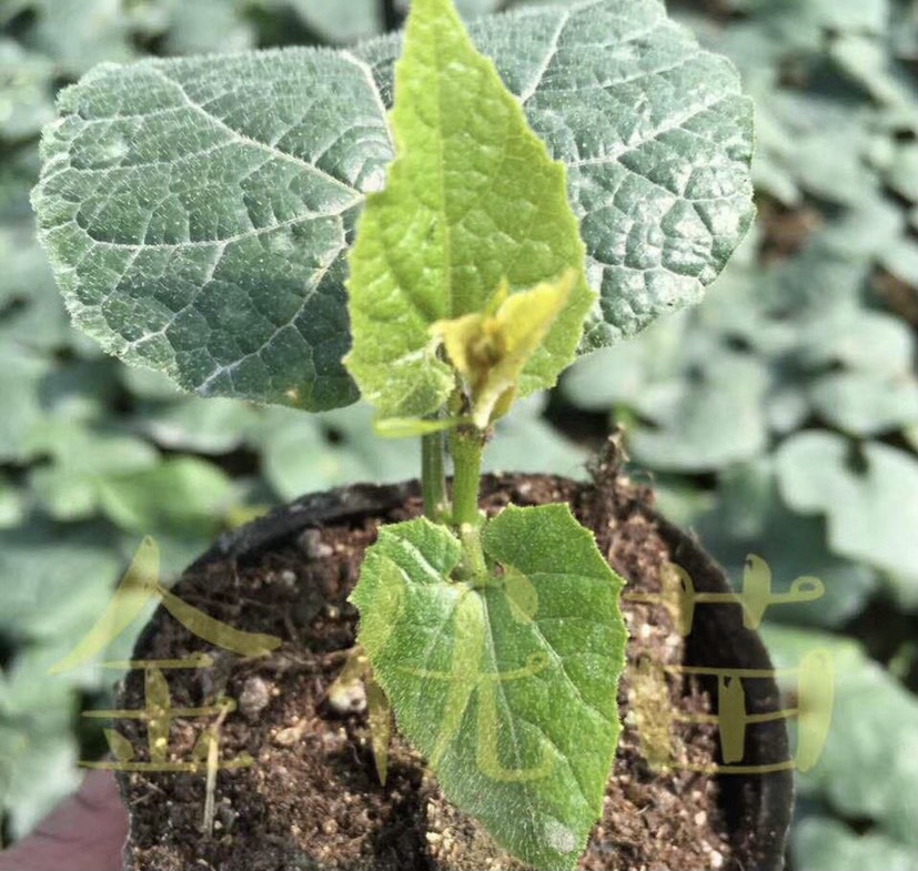 桂林 金优公司脱毒罗汉果苗，湖南贵州江西广西大量种植该品种