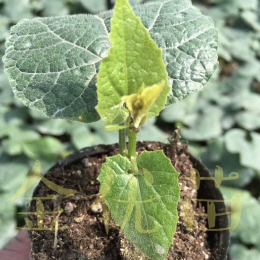 桂林 金优公司脱毒罗汉果苗，湖南贵州江西广西大量种植该品种