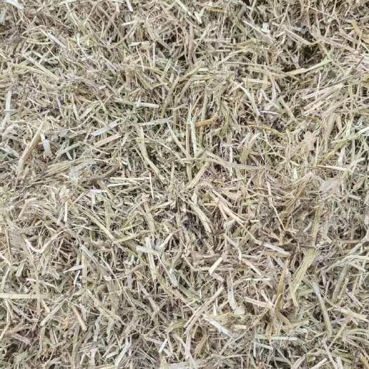 正阳县花生秧 