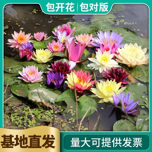睡莲池塘水池鱼缸睡莲苗带花苞盆栽睡莲四季水培植物大睡莲根茎