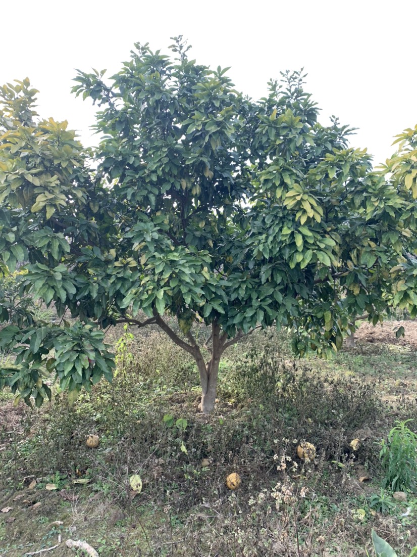 靖州苗族侗族自治县柚树苗  3.5-4.5米柚子树，有断根苗