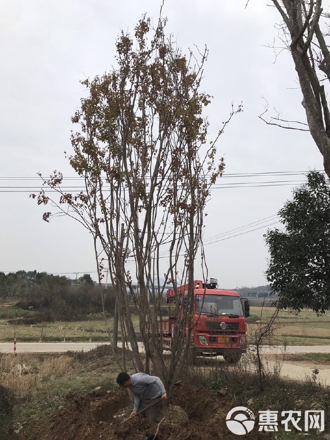 50公分丛生三角枫，高度7米以上，全冠。