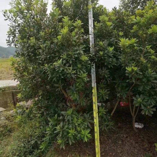 靖州县2米左右的杨梅树，地径6-7公分