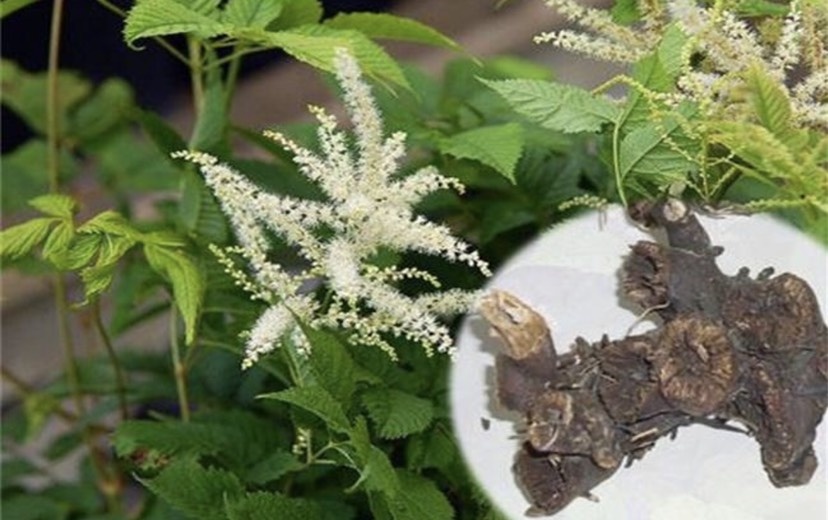 奉节中药材升麻苗铁杆升麻落新妇耐寒观赏花卉现挖发货易成活