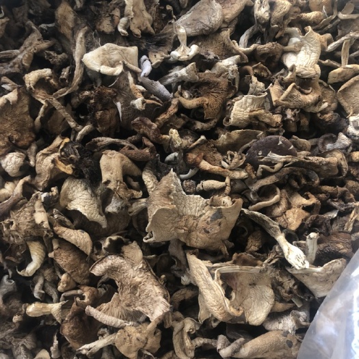 清原县榛蘑 白趟蘑片，批发
