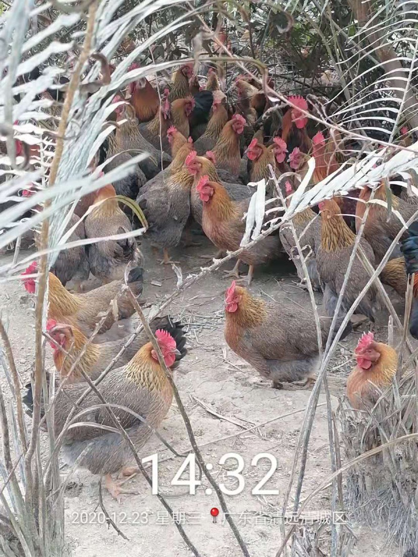  清远麻鸡，够老新，肉质鲜嫩！