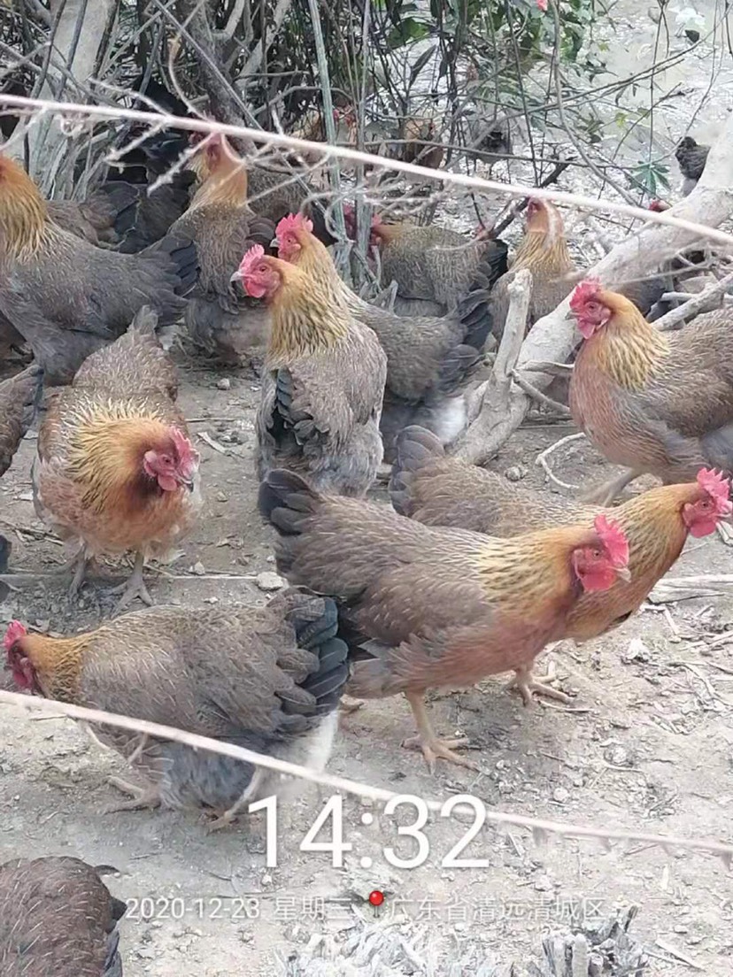  清远麻鸡，够老新，肉质鲜嫩！