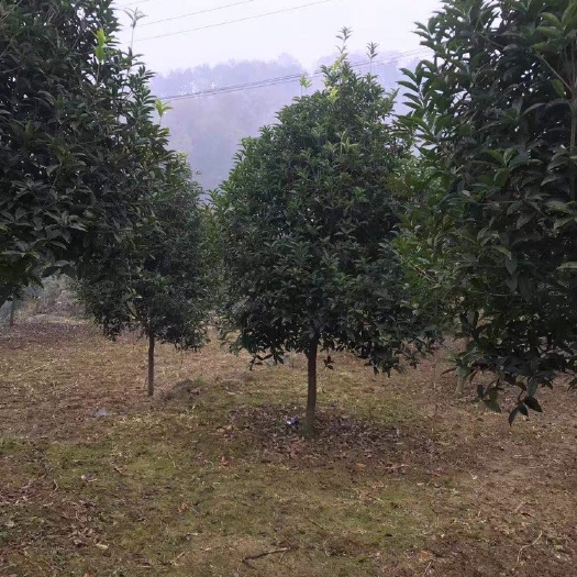 咸宁普通桂花树 
