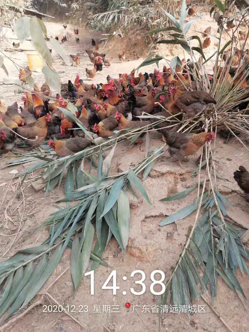  清远麻鸡，够老新，肉质鲜嫩！
