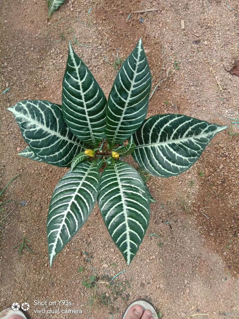 草花 银脉，又名“黄金宝塔”，福建龙岩永福基地直销