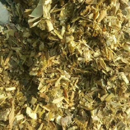 玉米青贮  青储饲料，青贮玉米，牛羊饲料，厂家直销，无中间商赚差价。