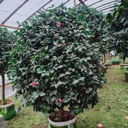 漳平市 茶花，赤丹红，五色赤丹，福建龙岩永福基地直销