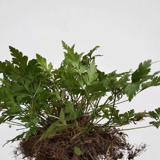 奉节 味连 川连 鸡爪连黄连 中药材黄连苗多年生草本植物四季长青