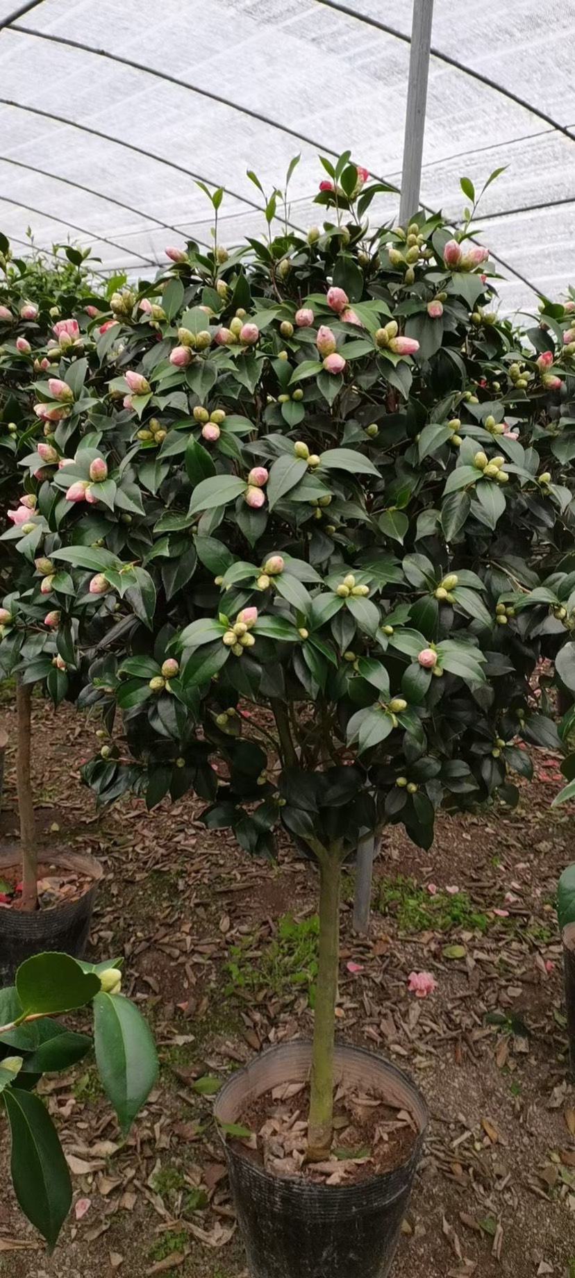  茶花，赤丹红，五色赤丹，福建龙岩永福基地直销