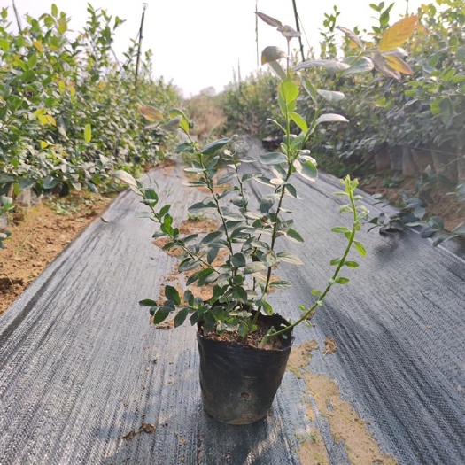 武汉南高丛蓝莓苗  蓝莓苗蓝莓技术指导帮客户提供建园方案