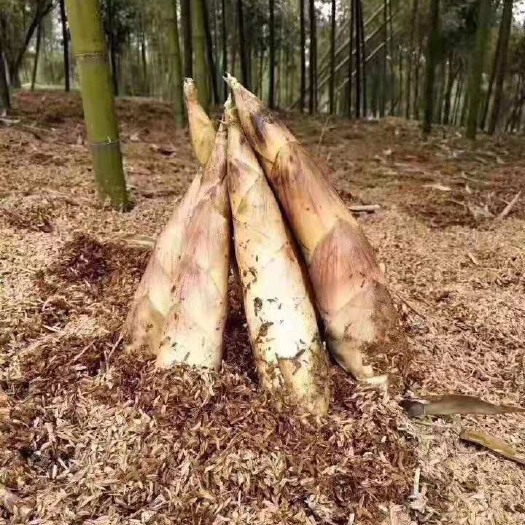 杭州雷竹笋  临安雷笋 竹笋现挖现发，去根发货，量大联系，价格