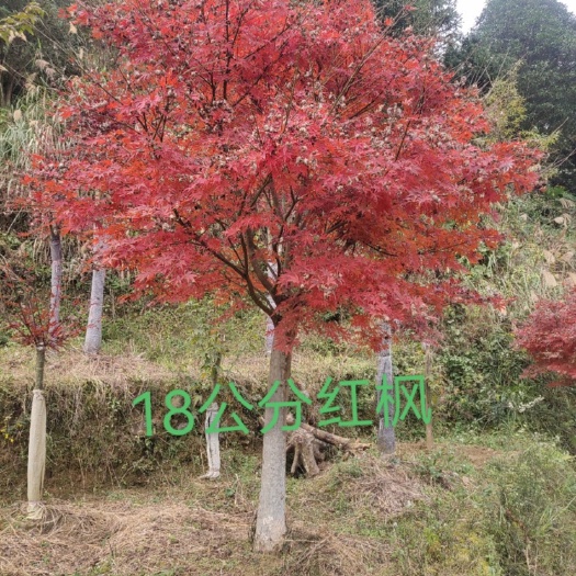 全州县中国红枫  大量供应5-20公分红枫，欢迎咨询。