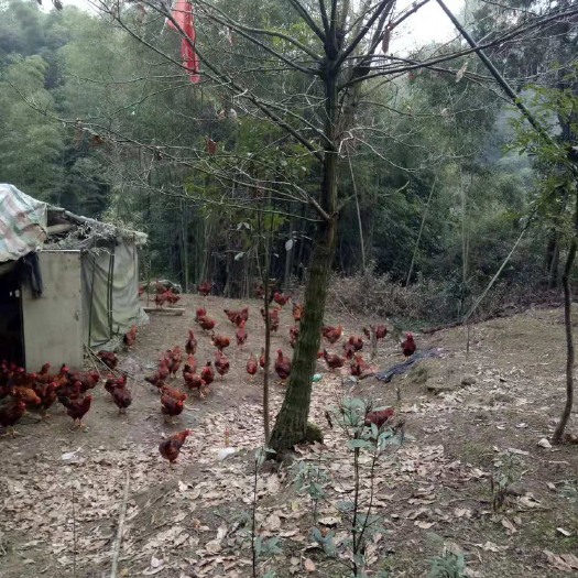 都江堰市黄脚鸡 土鸡，公鸡。