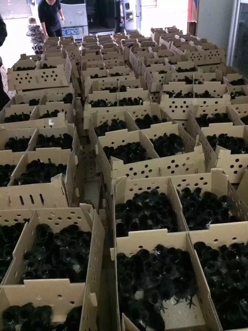 乌骨鸡苗  黑凤鸡苗  乌鸡の快大乌鸡  黑凤乌鸡。