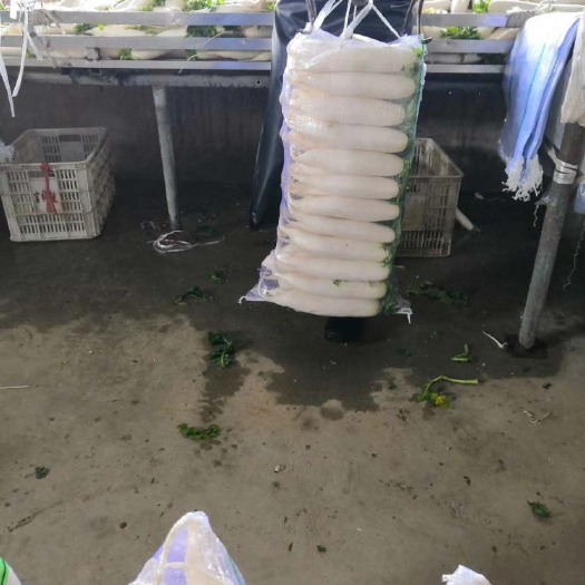宜都市白萝卜  罗卜