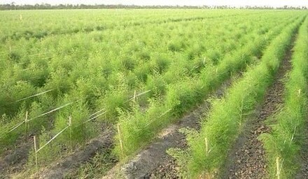 曹县芦笋根  山东曹县高产芦笋苗6根以上成活率高提供技术支持