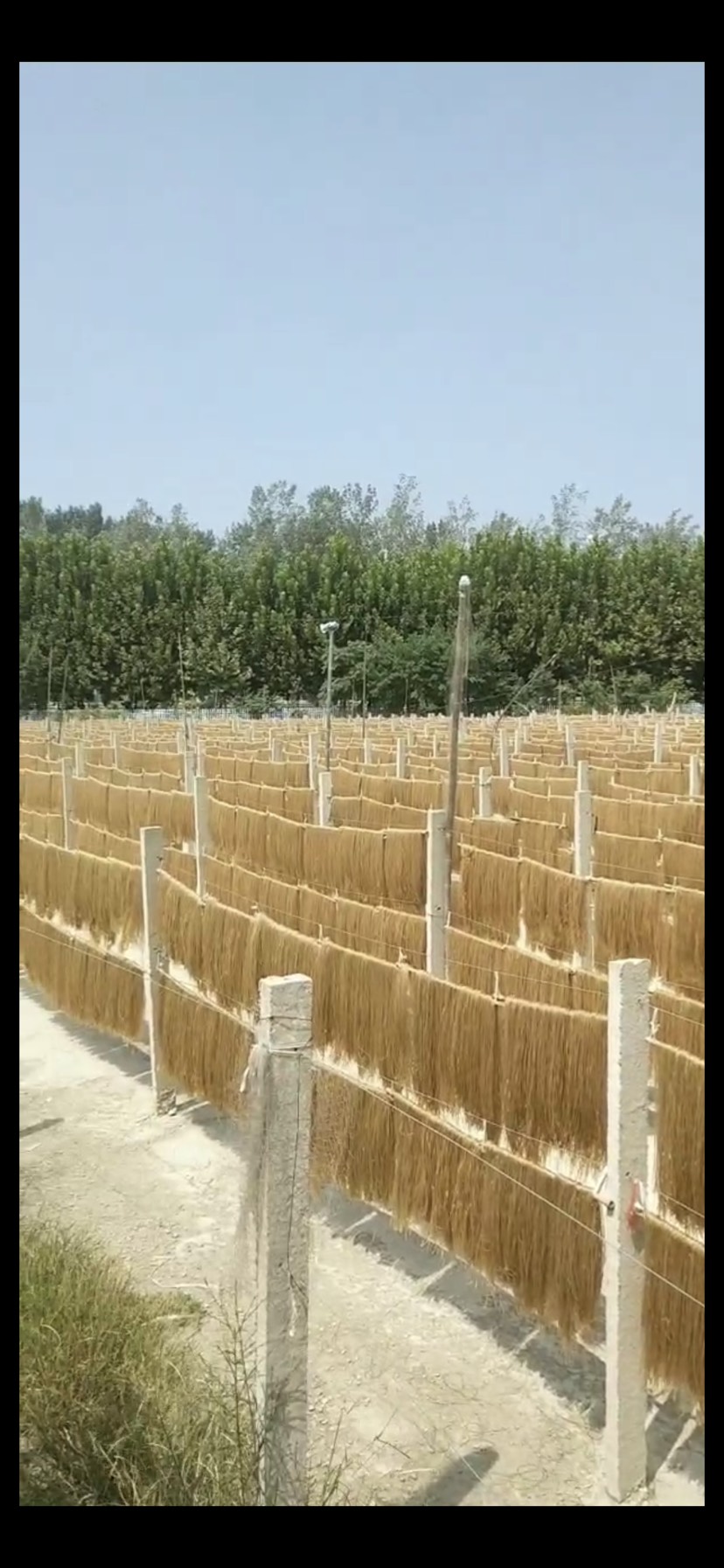 阜阳 红薯粉丝粉条宽粉圆粉皮圈粉