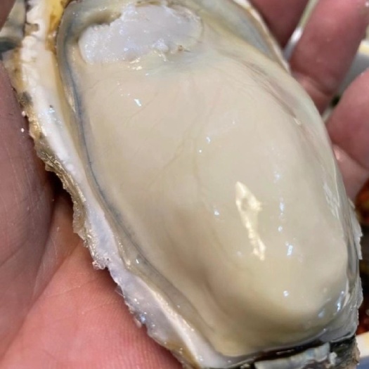 乳山市威海牡蛎 2到5大规格，有量有价，稳定出货，一天3万斤，闭眼赚钱