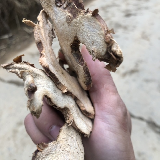 苍梧县 大良姜统片