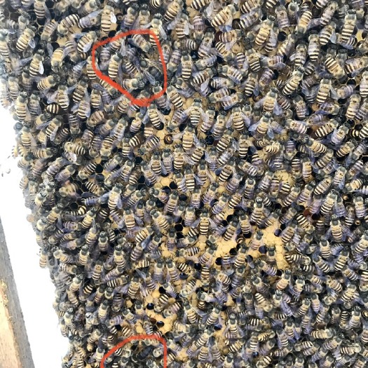 平南县中蜂80一脾，中蜂冬天蜂蜜70一斤，春夏秋百花蜜50一斤