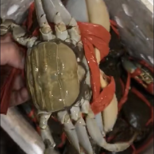 防城港青蟹  价格请天天对比。适合在下手。质量可保，塘地原草，塘地价