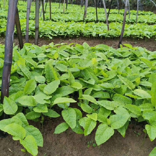 阳朔县黄皮果苗  供应黄皮小苗100万，有那位老板看上没欢迎来基地参观价格可谈