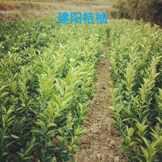 建瓯市 建阳桔柚苗木