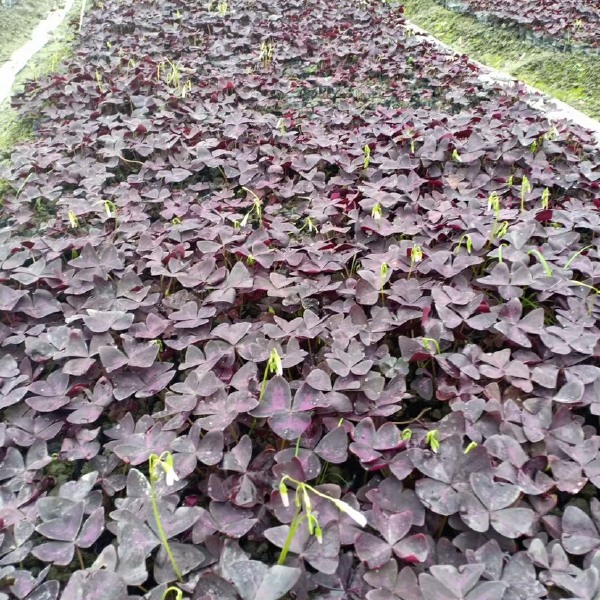 紫叶酢浆草 四川成都紫叶杂酱草基地直销