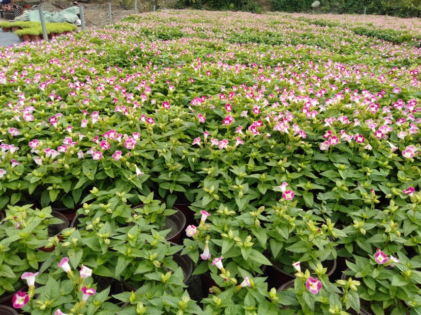 夏堇 四川成都夏瑾基地