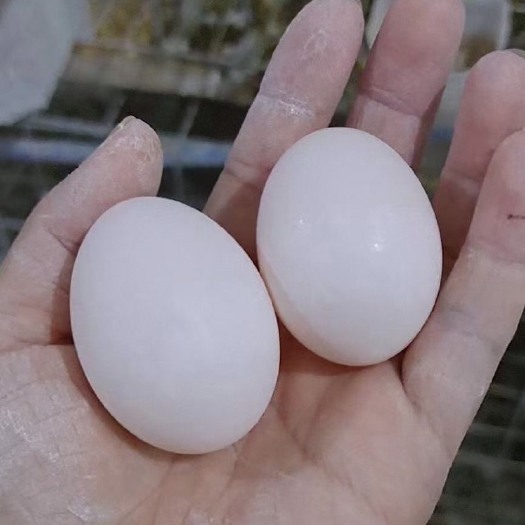 石家庄信鸽蛋 食用 散装 