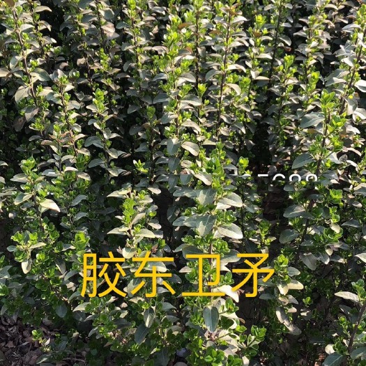 秦皇岛胶东卫矛 