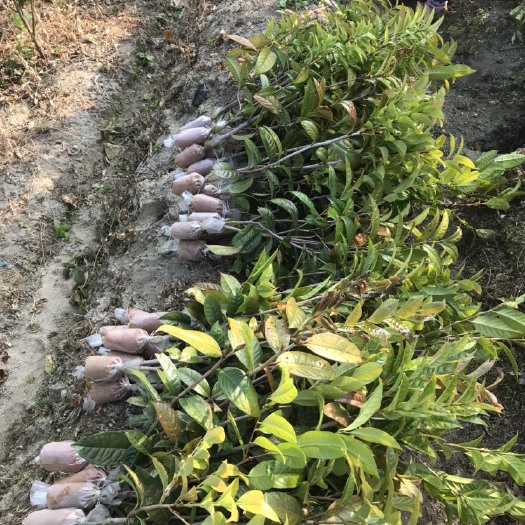 防城港金花茶盆栽 防普高压苗、开花快、收成快