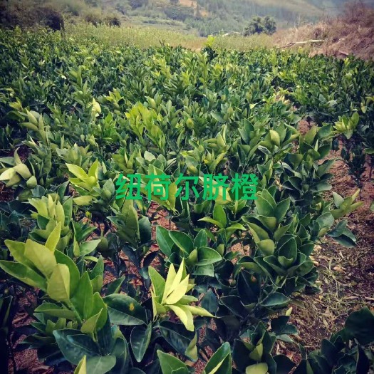 建瓯市纽荷尔脐橙苗 纽荷尔脐橙树苗