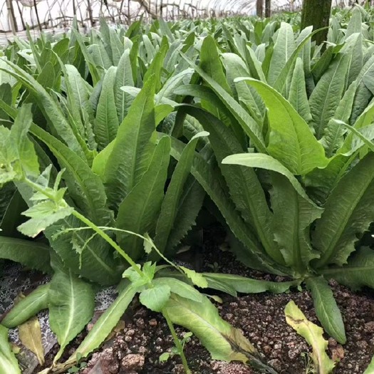 嵩明县青油麦 油麦菜