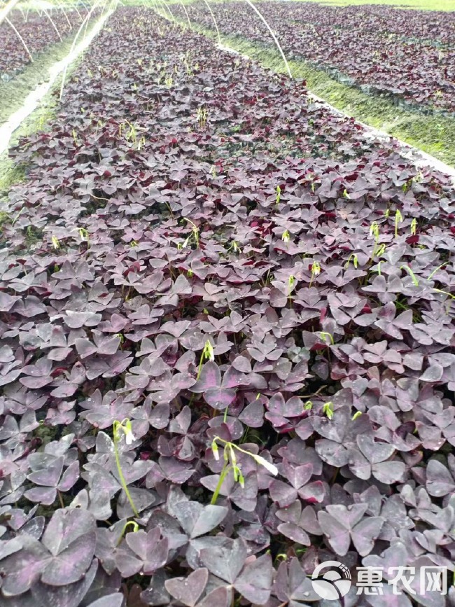 紫叶酢浆草 四川成都紫叶杂酱草基地直销