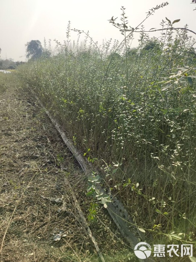  四川成都迎春花基地